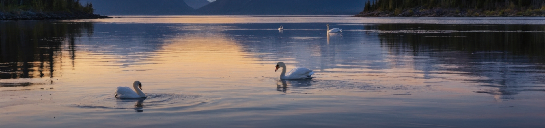 Swans on a Darker lake sunset